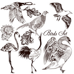 Poster - Collection of vector detailed hand drawn birds