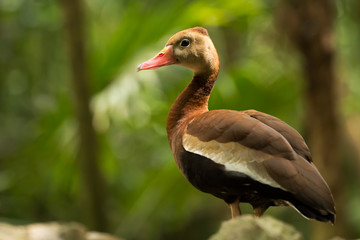 Wall Mural - Black-bellied Whistling  Tree Duck