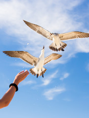 Poster - Feeding birds