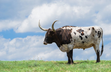 Texas longhorn on pasture against sky background