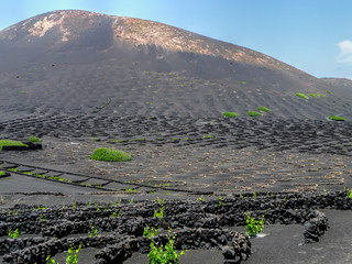 the vines of lanzarote