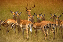 Herd Of Impalas In Ambosel