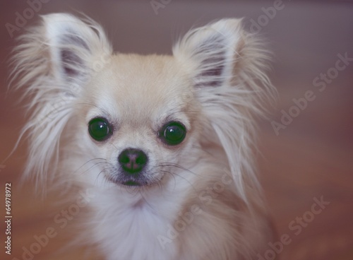 Cute Tiny Longhair Chihuahua Looking At Camera Buy This Stock