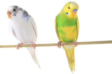 Sticker - budgie