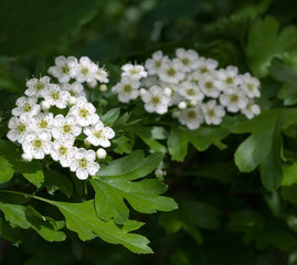 Wall Mural - Flowering hawthorn in springtime