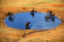 Several Elephants At The Source