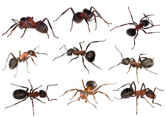 nine forest ants isolated on white