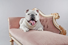 White English Bulldog Lying On Vintage Sofa. Studio Shot Against