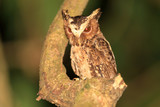 Fototapeta  - Palawan Scops Owl (Otus fuliginosus) in Palawan Island