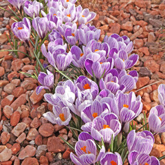 Canvas Print - crocus sur paillage de graviers