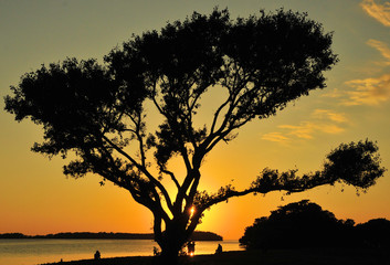 Wall Mural - Sunset in the Everglades