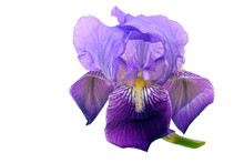 Bearded Iris Flower Isolated On White