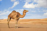 Fototapeta Na ścianę - Camel in Wahiba Oman