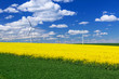 Blooming yellow rapeseed field under blue sky in Poland