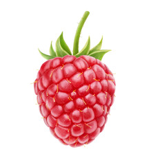 Fototapete - Isolated berry. One fresh raspberry fruit isolated on white background