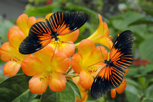 Tropical Rhododendron With 2 Doris Longwing Butterflies