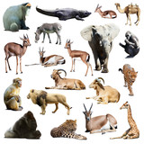 Fototapeta Zwierzęta - Set of african animals. Isolated on white