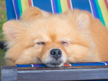 Pomeranian Dog Sleep On Chair