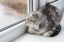Cat Sits On A Windowsill And Looking Out The Window