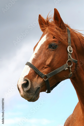 Fototapeta na wymiar Beautiful brown thoroughbred horse head at farm