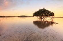 Lone Mangrove Tree And Roots In Tidal Shallows