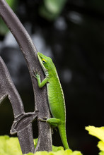Green Anole Lizard Anolis Carolinensis