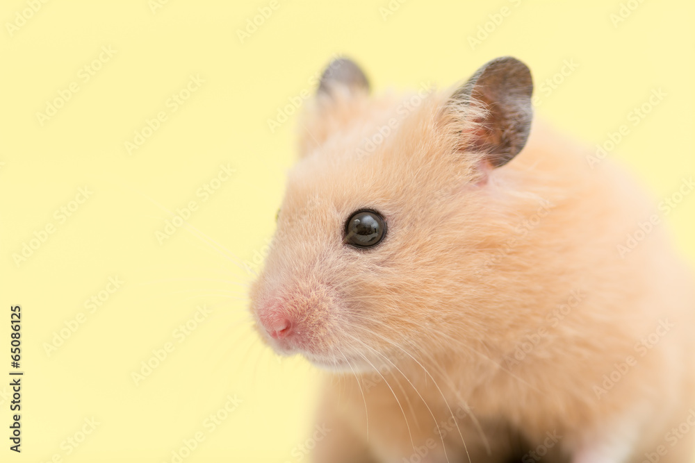 キンクマハムスターの横顔 の Stock フォト | Adobe Stock