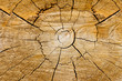 Cut wood background texture