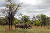 Fototapeta Sawanna - Zwei Nashörner mit Landschaft, Matopos Nationalpark