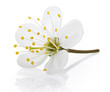 Single cherry flower isolated on white  with clipping path