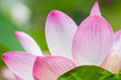 Lotus flower in Thailand