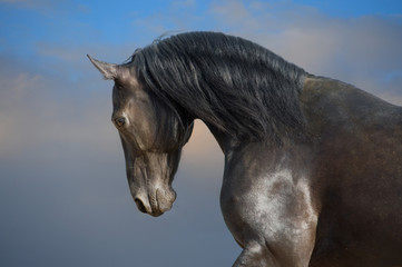 Wall Mural - black horse on the storm clouds background