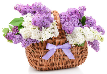 Wall Mural - Beautiful lilac flowers in wicker basket isolated on white