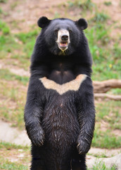 Wall Mural - asiatic black bear