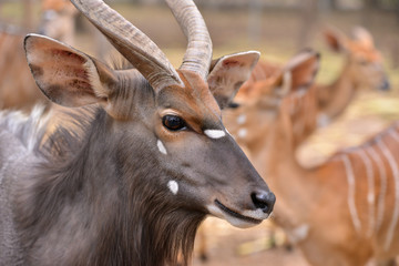 Wall Mural - close up of female and male nyala head