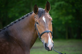 Portret konia