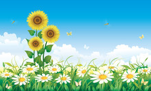 Summer Meadow With Daisies And Sunflowers