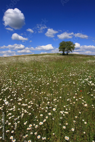 Campagne Fleurie Buy This Stock Photo And Explore Similar Images At Adobe Stock Adobe Stock Campagne Fleurie Buy This Stock Photo And Explore Similar Images At Adobe Stock Adobe Stock