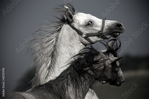 Foto-Schiebegardine mit Schienensystem - Portrait of two horses (von kubikactive)