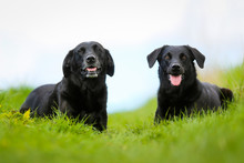 Two Black Labradors