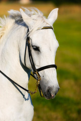 Obraz na płótnie koń zwierzę außenaufnahme