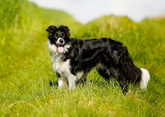 Wall Mural - Purebred border collie