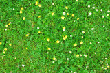 Fototapeta Na drzwi - Abstract green grass texture with white and yellow flowers