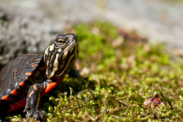 Wall Mural - Eastern Painted Turtle