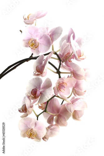 Nowoczesny obraz na płótnie Orchidea