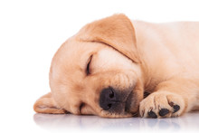 Closeup Of A Labrador Retriever Puppy Dog Sleeping
