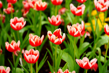 Canvas Print - Tulips in Garden