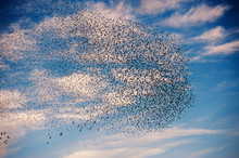 Cloud Of Birds