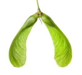 maple seeds