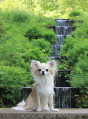 Chihuahua in front of a waterfall in forest